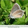 polyommatus damon teberda male